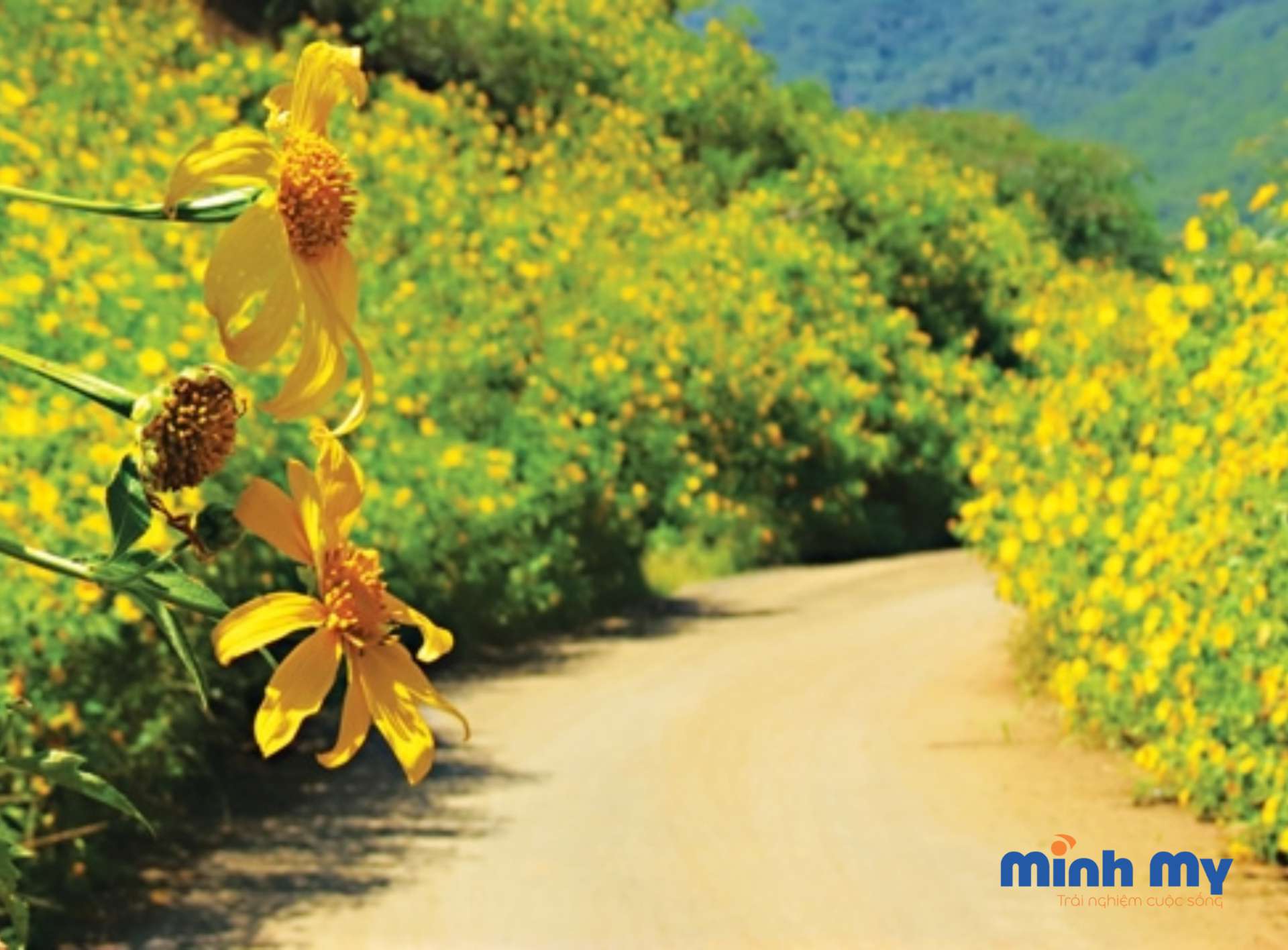 Đắm say mùa thu Đà Lạt - Mùa đẹp nhất trong năm
