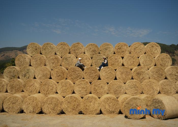 Review Nông trại cừu Chika Farm Đà Lạt theo phong cách Châu Âu