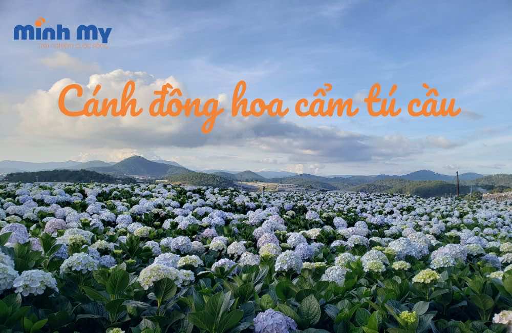 6 Cánh đồng hoa Cẩm Tú cầu ĐẸP NGẤT NGÂY