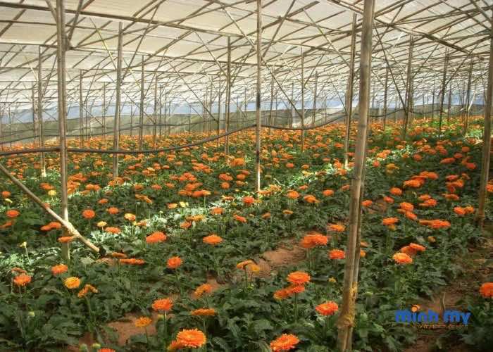 List 8 điểm tham quan Đà Lạt MIỄN PHÍ chơi quên lối về