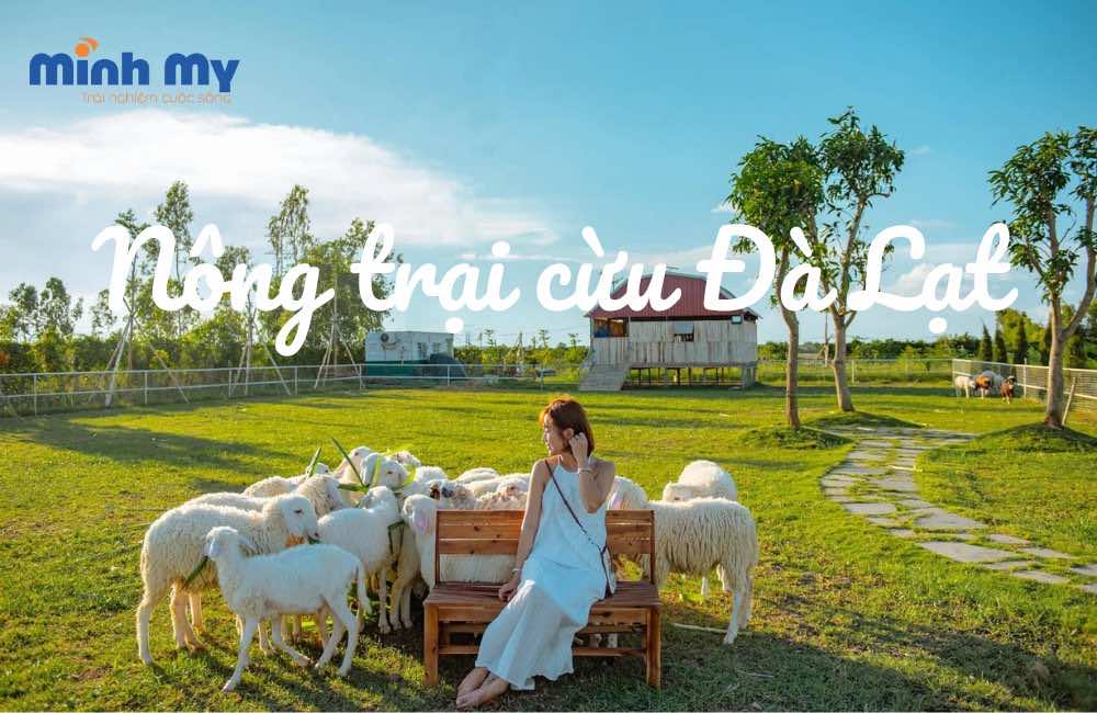 TOP 5 Nông trại cừu Đà Lạt - Nông trại như miền quê châu Âu