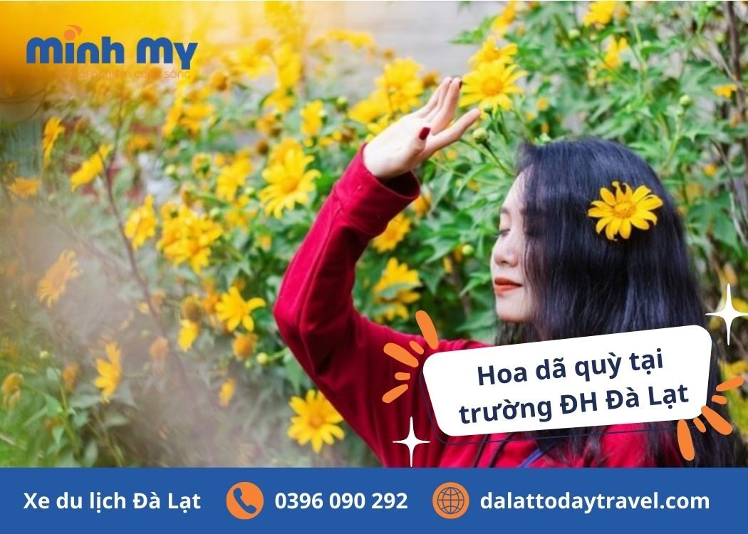 Choáng ngợp 5 cung đường hoa dã quỳ Đà Lạt nở rực rỡ