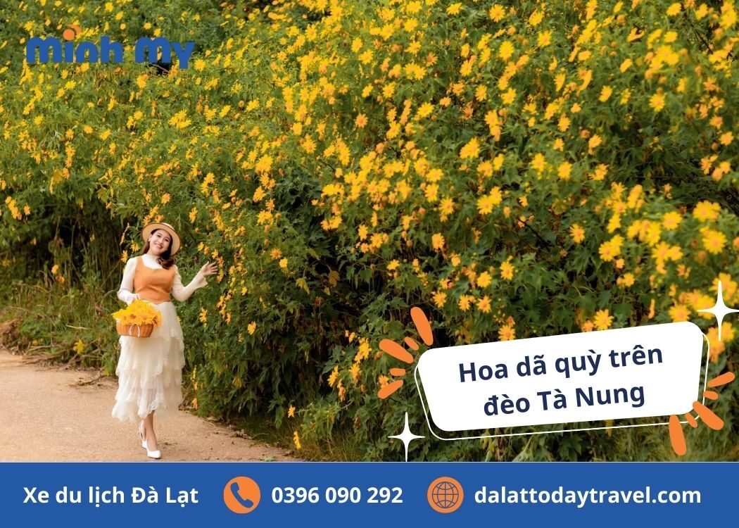 Choáng ngợp 5 cung đường hoa dã quỳ Đà Lạt nở rực rỡ