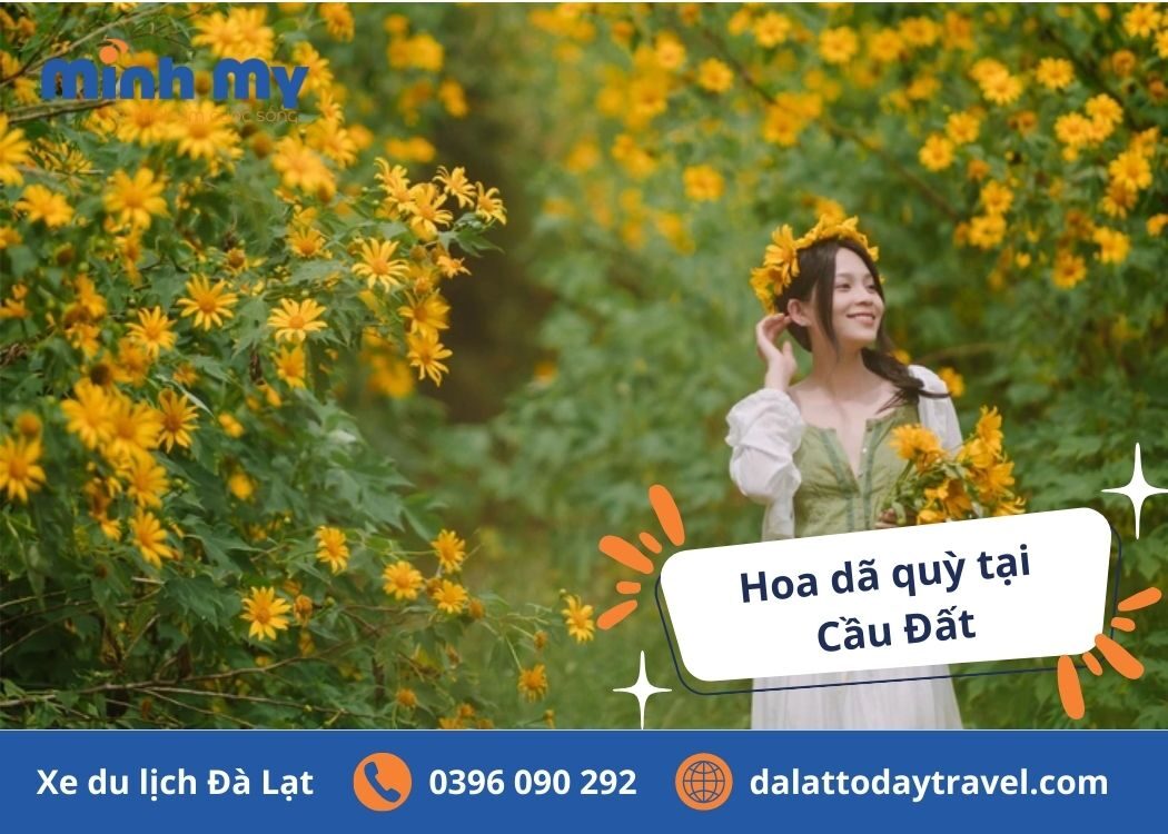 Choáng ngợp 5 cung đường hoa dã quỳ Đà Lạt nở rực rỡ