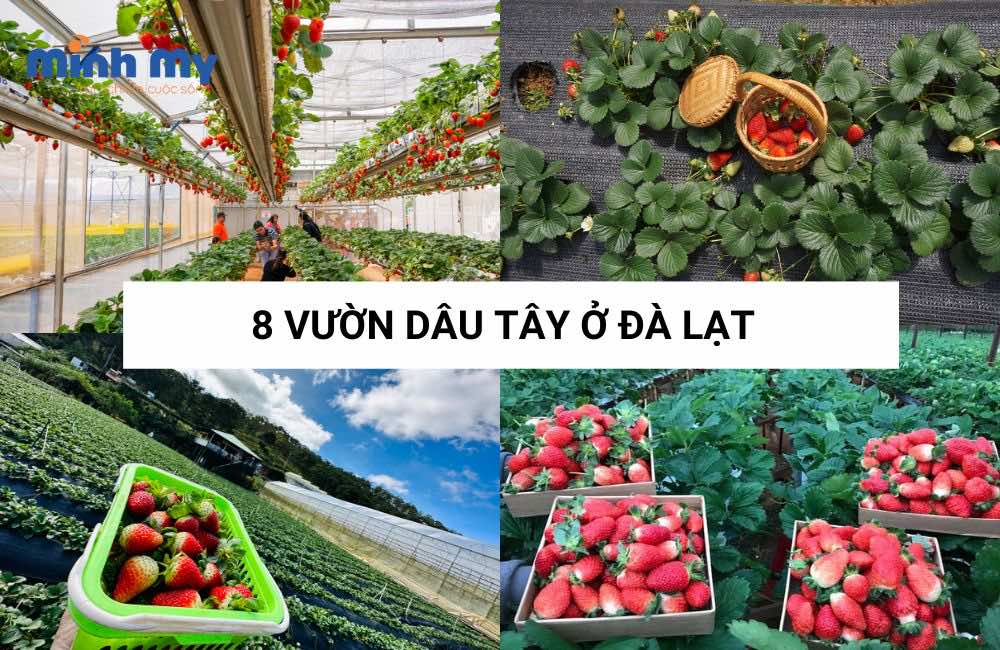8 Vườn dâu tây ở Đà Lạt tấp nập khách ra vào check in