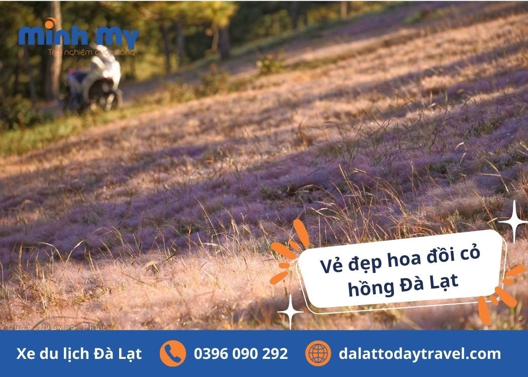 Review đồi cỏ hồng Đà Lạt và thời điểm thích hợp đến “bung lụa”