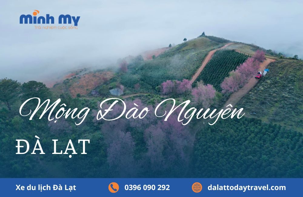 Đến Mộng Đào Nguyên check in với rừng hoa mai anh đào