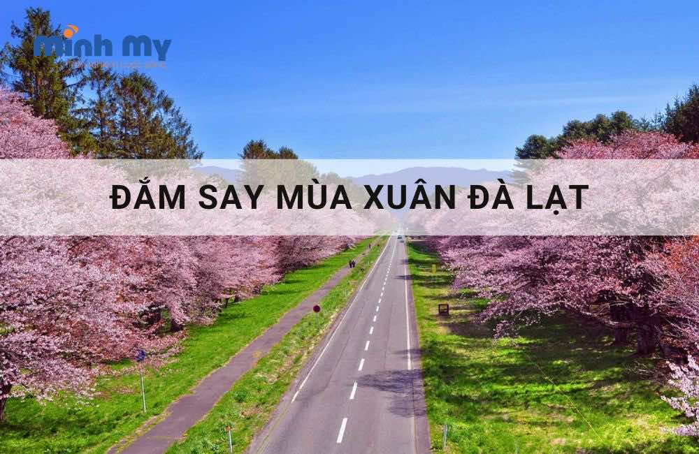 Đắm say mùa xuân Đà Lạt – Mùa đẹp nhất trong năm