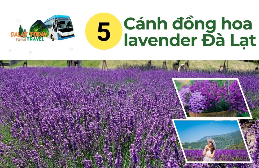 Mê mệt 5 cánh đồng hoa lavender Đà Lạt nhuộm tím khoảng trời