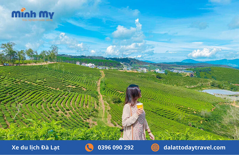 Check-in Đồi chè Cầu Đất