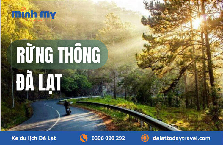 Rừng thông Đà Lạt